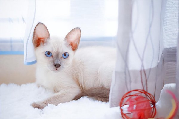 暹罗猫怎么看纯不纯