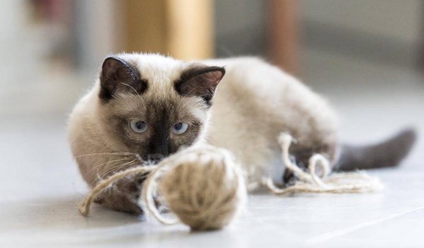 暹罗猫怎么看纯不纯