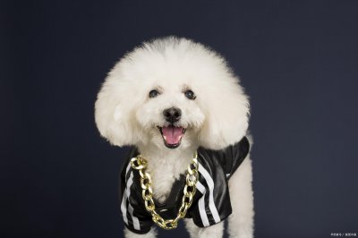 女生为什么不能养比熊 不建议女孩子养比熊的原因