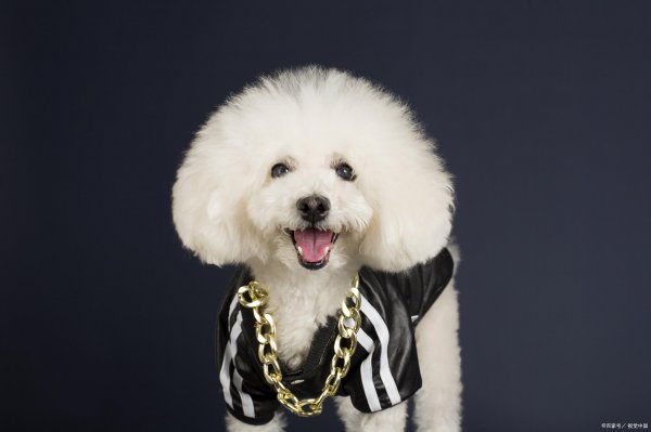 女生为什么不能养比熊