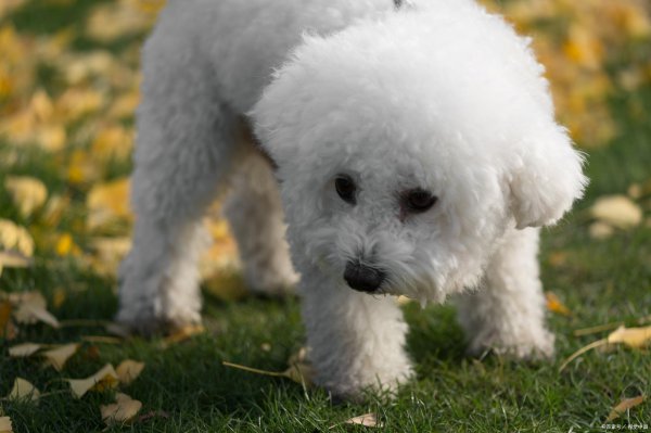 女生为什么不能养比熊