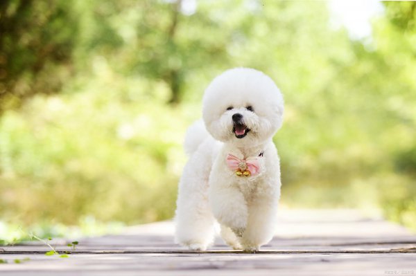 女生为什么不能养比熊