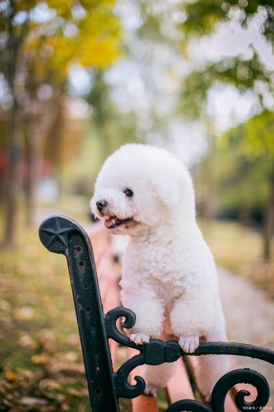 女生为什么不能养比熊