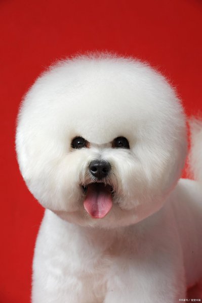 女生为什么不能养比熊