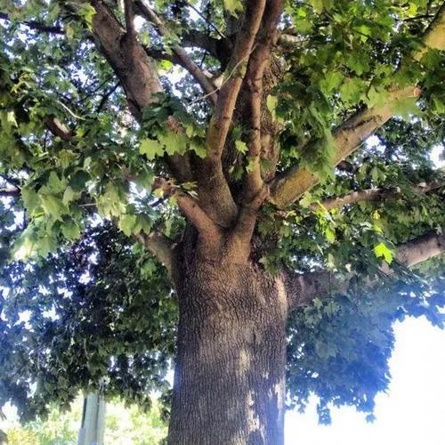 中国十大硬木排名