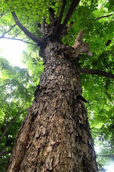 中国十大硬木排名