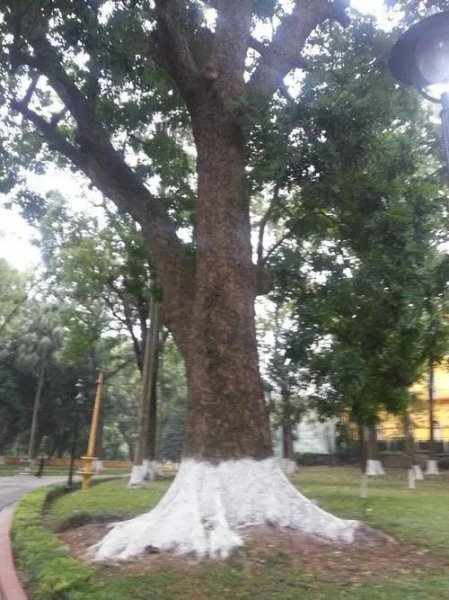 中国十大硬木排名