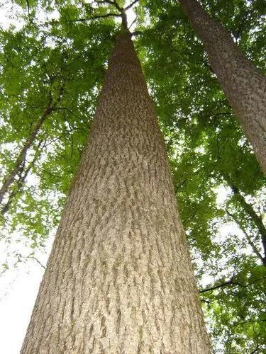 中国十大硬木排名
