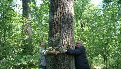 中国十大硬木排名