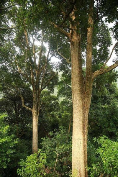 中国十大硬木排名