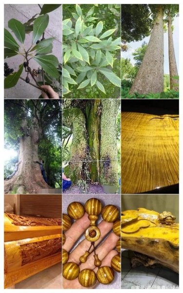 中国十大硬木排名