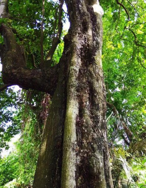 中国十大硬木排名