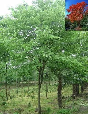 中国十大硬木排名