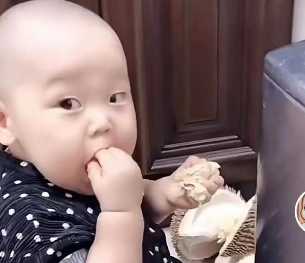 凭借拆家走红的网红小橙子