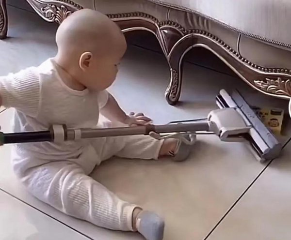 凭借拆家走红的网红小橙子