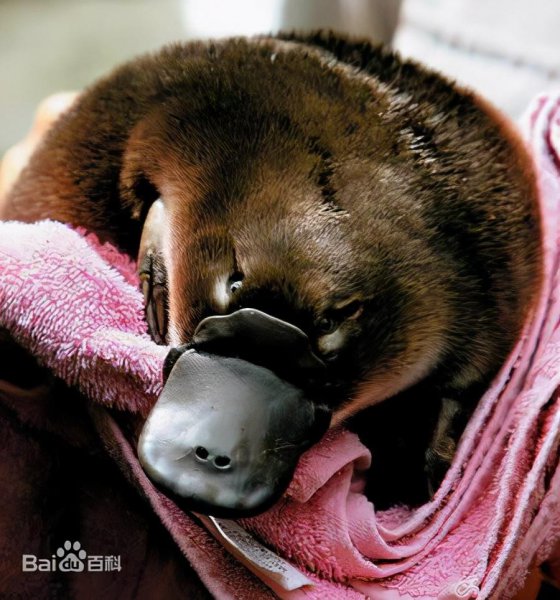 哺乳类动物主要特点是什么意思