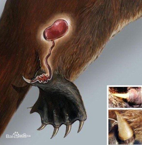 哺乳类动物主要特点是什么意思