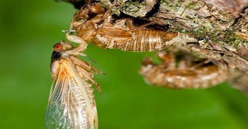 知了是益虫还是害虫