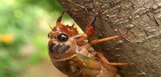 知了是益虫还是害虫