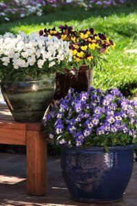 角堇第二年会复花吗 如何让角堇第二年还继续开花