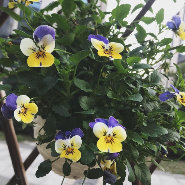 角堇第二年会复花吗