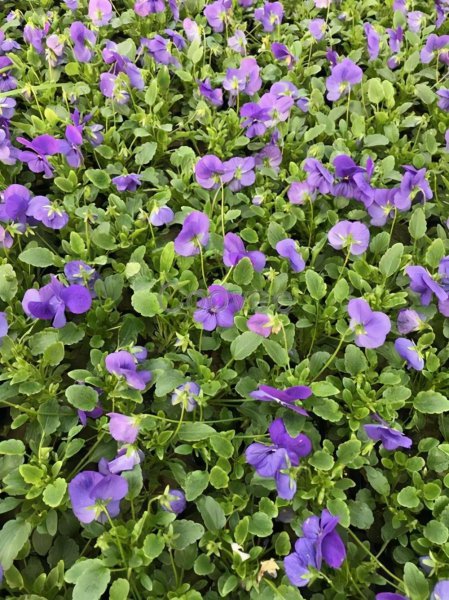 角堇第二年会复花吗