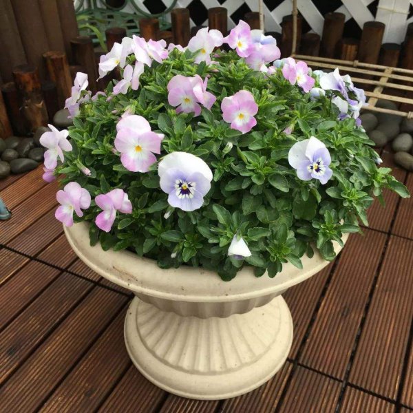 角堇第二年会复花吗