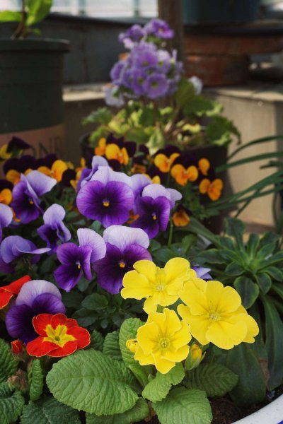 角堇第二年会复花吗