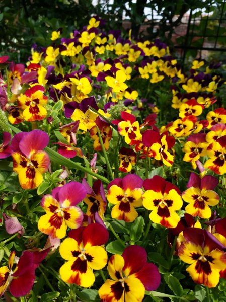 角堇第二年会复花吗