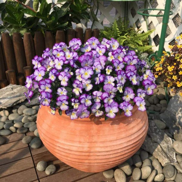 角堇第二年会复花吗