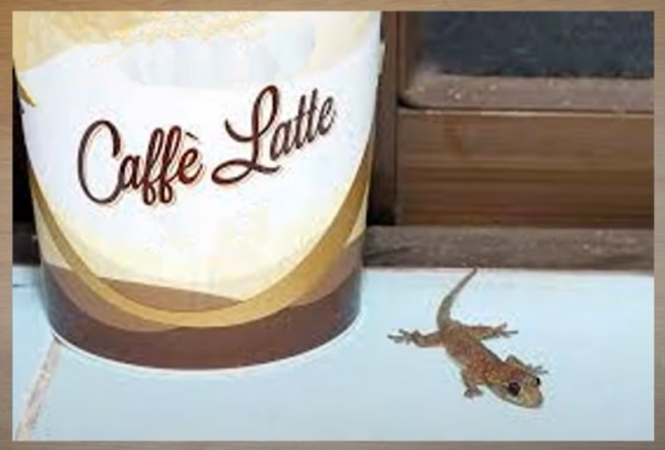 壁虎怕什么气味和东西