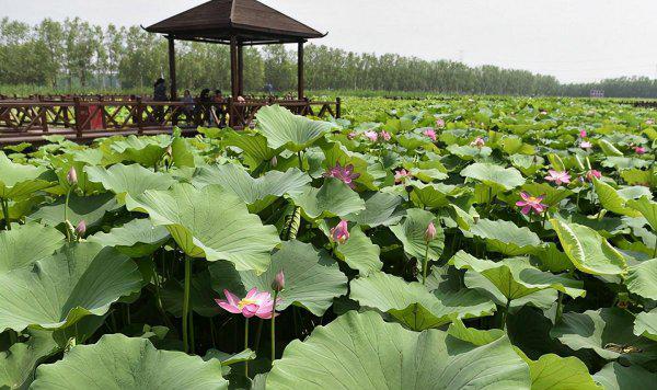 香河属于河北哪个市管辖