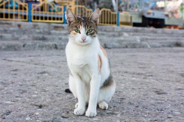 给流浪猫喂食禁忌