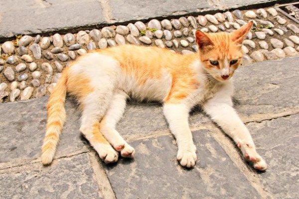 给流浪猫喂食禁忌