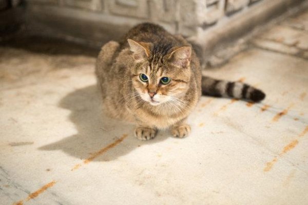 给流浪猫喂食禁忌