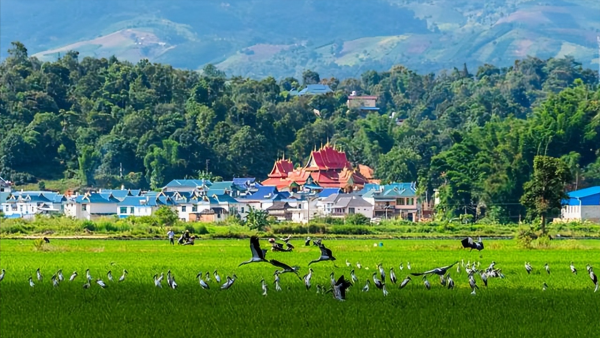 西双版纳海拔多少米高