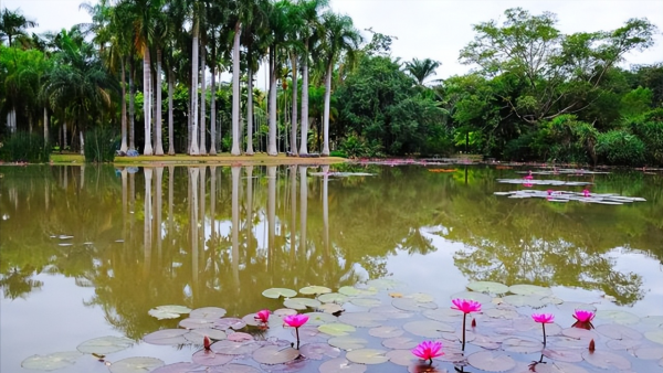 西双版纳海拔多少米高