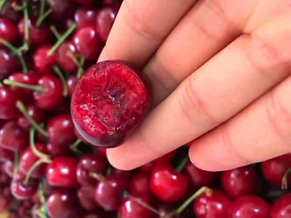 樱桃里几乎都有虫子吗