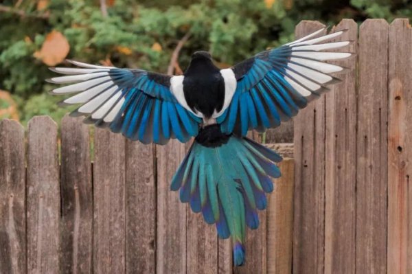 喜鹊的克星是什么动物