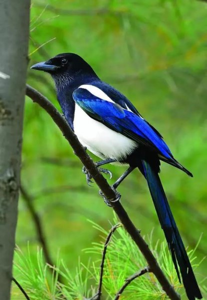 喜鹊的克星是什么动物