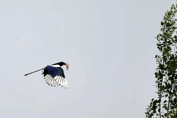 喜鹊的克星是什么动物