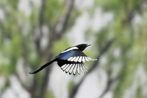 喜鹊的克星是什么动物