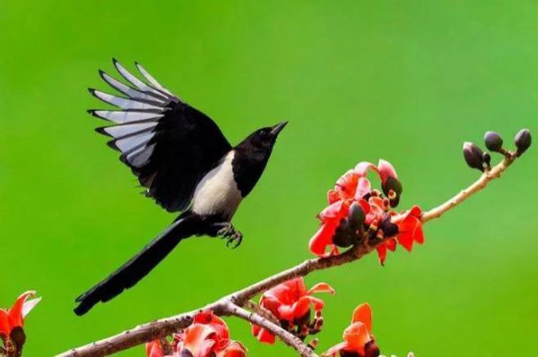 喜鹊的克星是什么动物