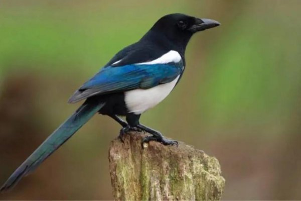 喜鹊的克星是什么动物