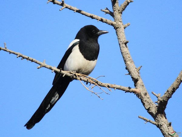 喜鹊的克星是什么动物