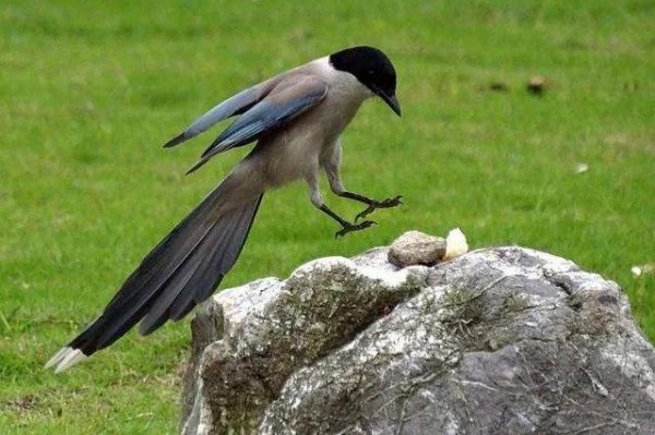 喜鹊的克星是什么动物