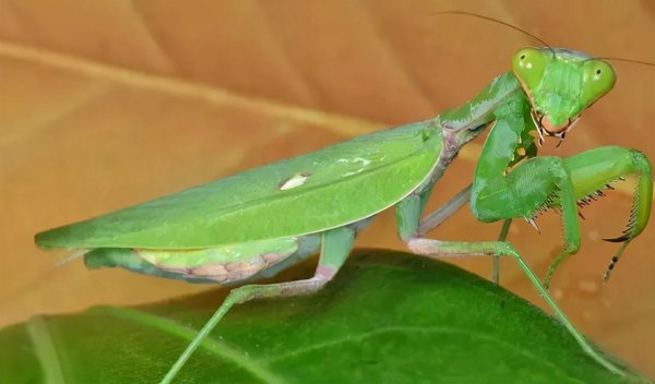 螳螂的特点介绍