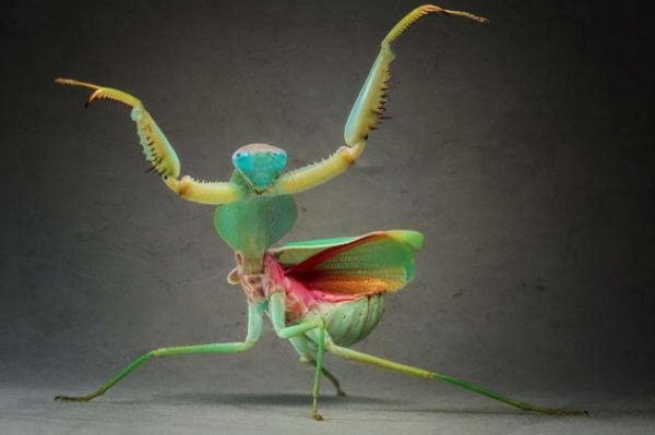 螳螂的特点介绍