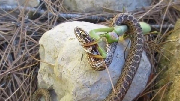 螳螂的特点介绍