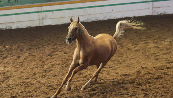 马是怎么配的种